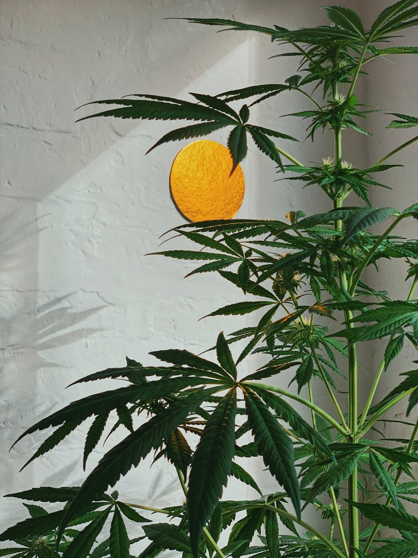 Cannabis Plant Indoors